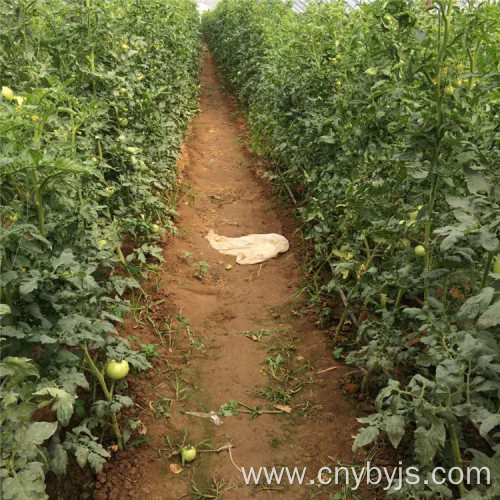 Tomato water-saving drip irrigation